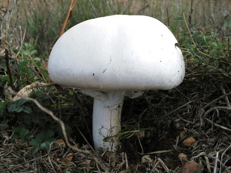 Шампиньон полевой Agaricus arvensis