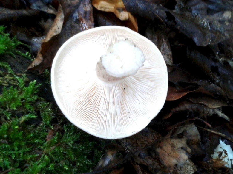 Белошампиньон длиннокорневой