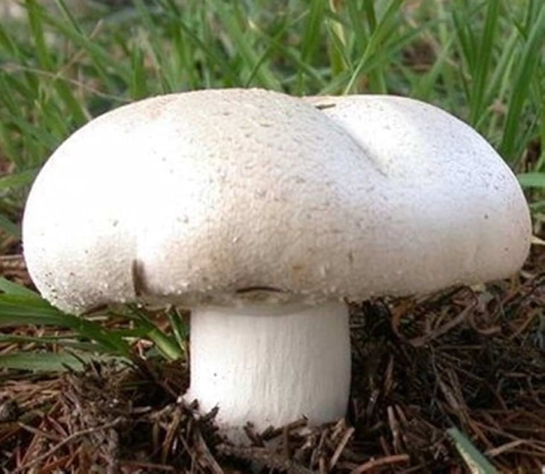 Шампиньон крупноплодный