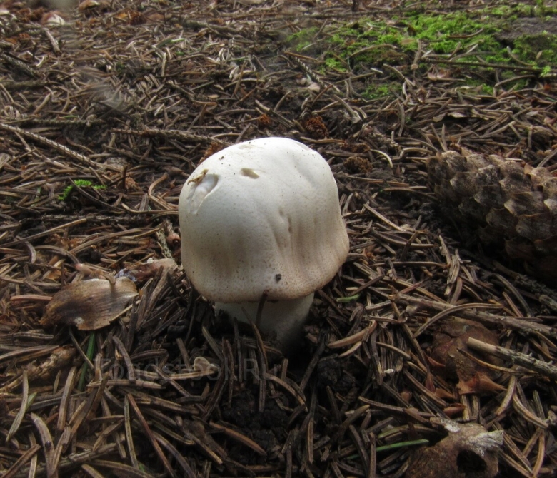 Шампиньон луговой agaricus campestris