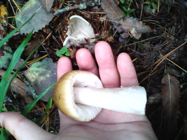 Лже шампиньоны