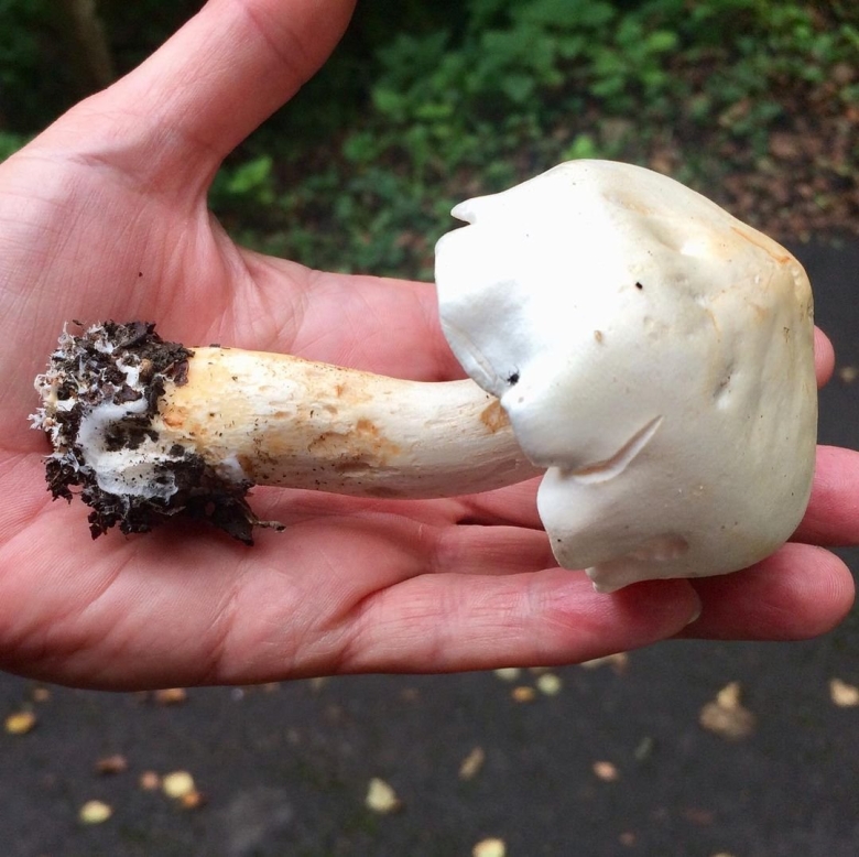 Ядовитый шампиньон желтокожий