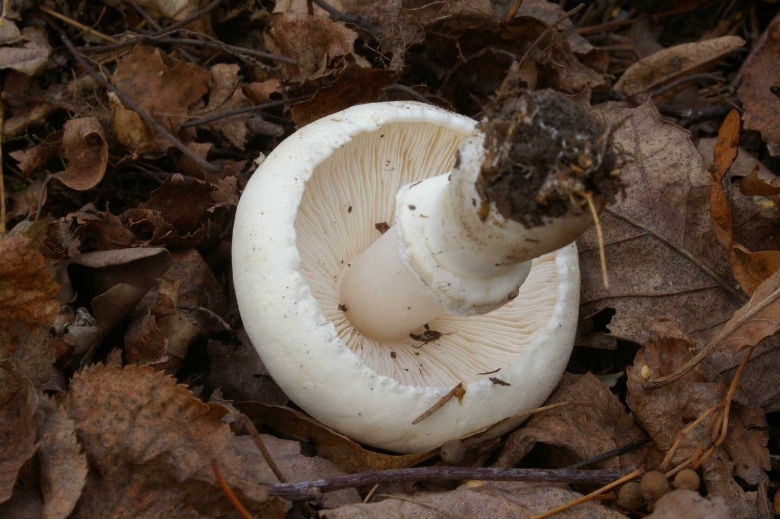Белые пластинки Лесной шампиньон бледная поганка