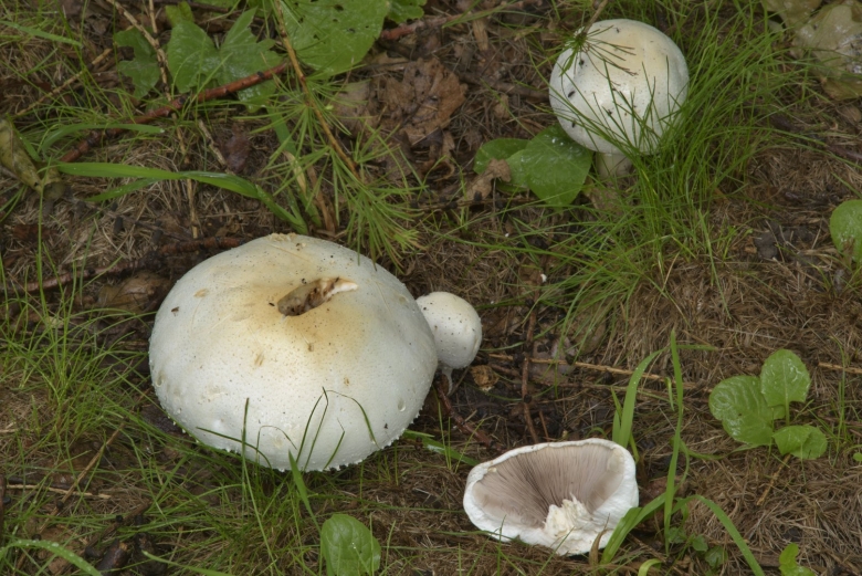 Гриб Agaricus Subrufescens
