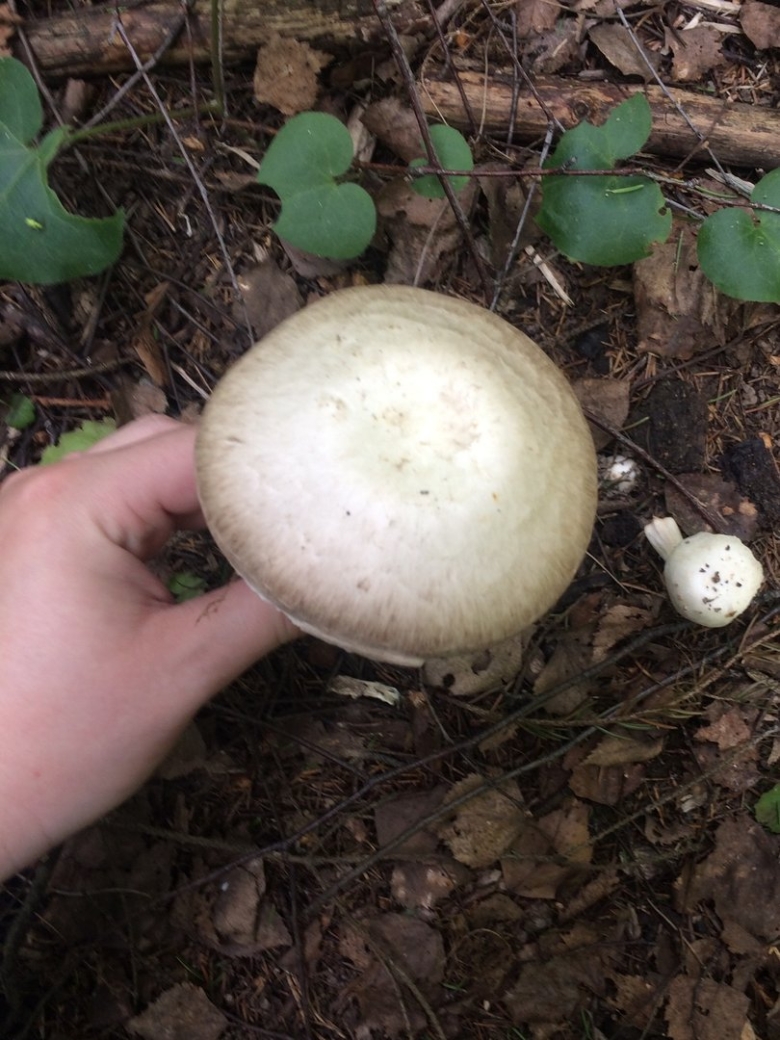 Шампиньон Лесной белый