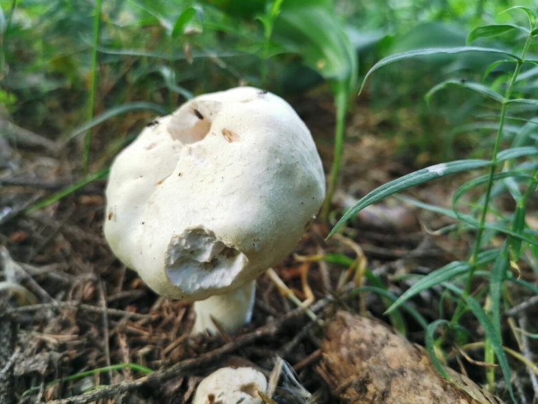 Перезрелый шампиньон