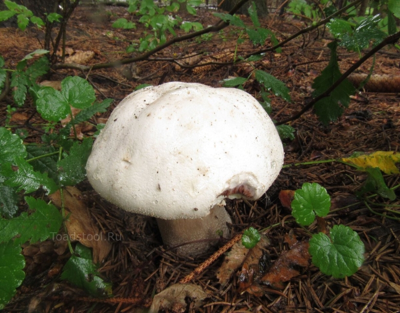 Грибы в Тульской области