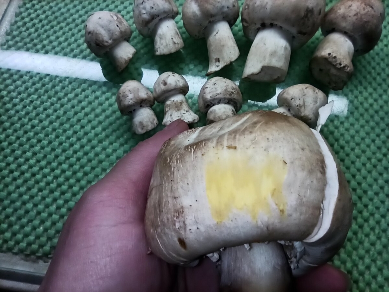 Ложные шампиньоны