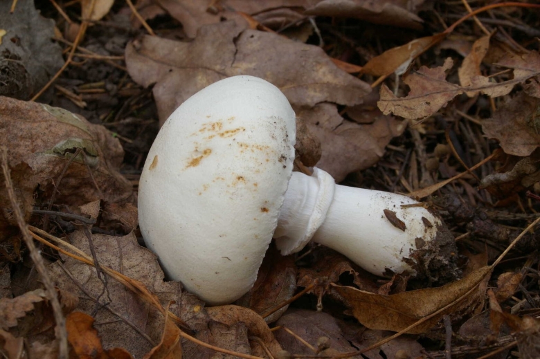 Белошампиньон румянящийся есть ли молоко на срезе