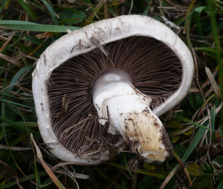 Дикие шампиньоны