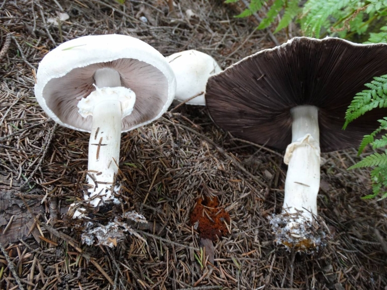 Ложный шампиньон бледная поганка