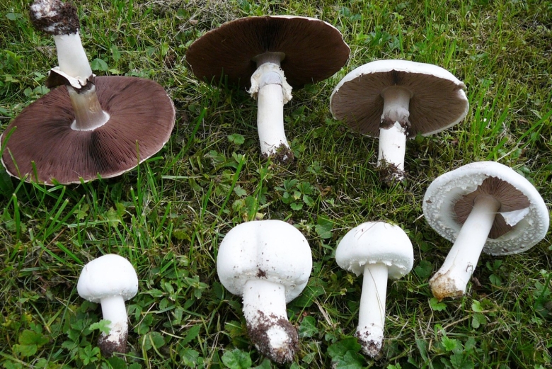 Мицелий шампиньон Луговой