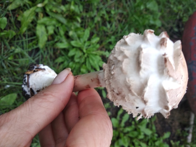 Гриб зонтик чешуйчатый