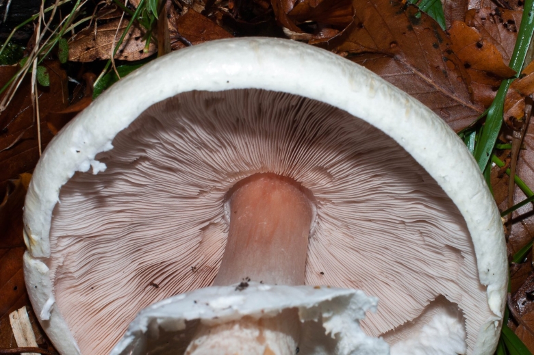 Печерица луговой шампиньон ложные