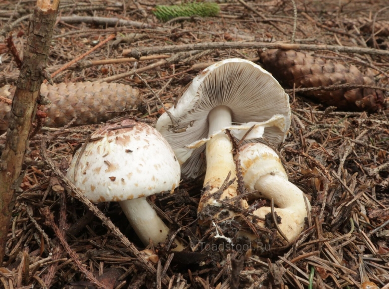 Шампиньон лесной agaricus silvaticus