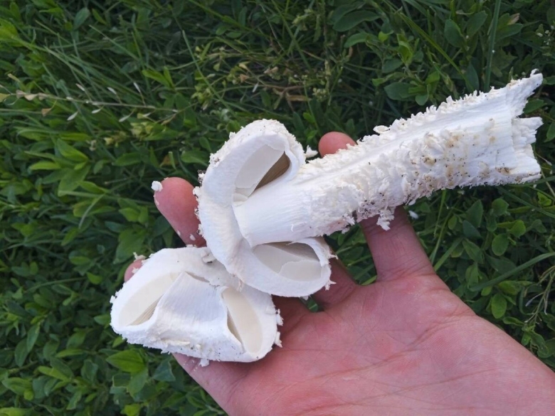 Мухомор Виттадини фото