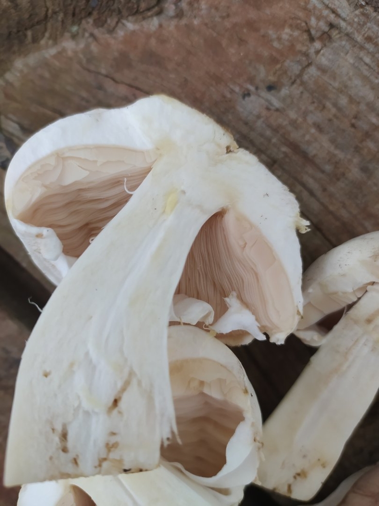 Шампиньоны ложные и настоящие