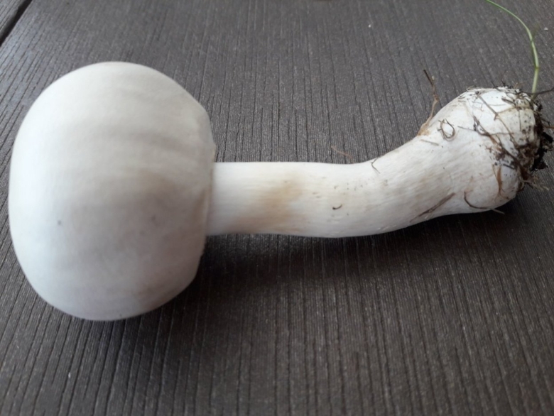 Белошампиньон краснопластинчатый