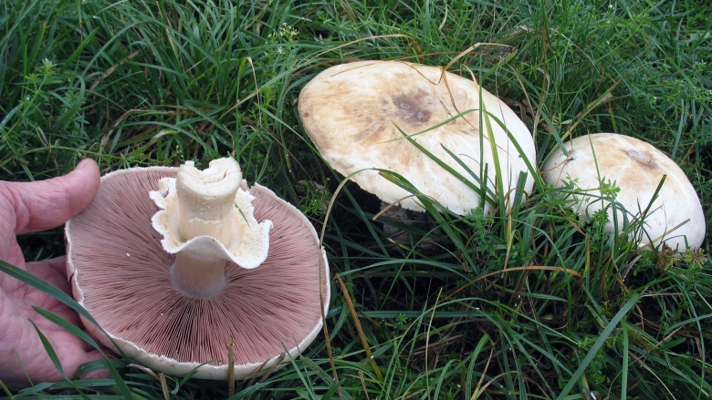 Фитюхи грибы