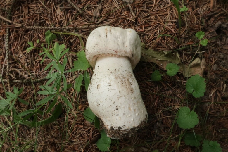 Осиновик белый leccinum percandidum