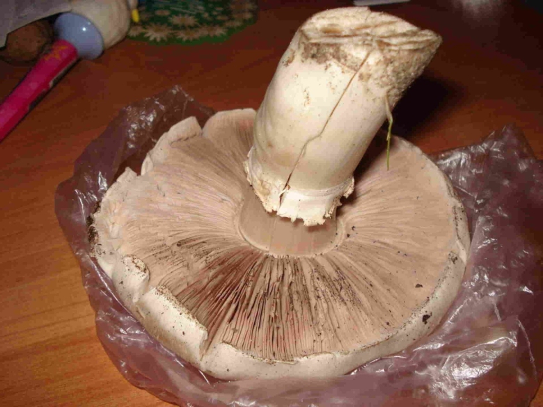 Грибная тема костромские джедаи