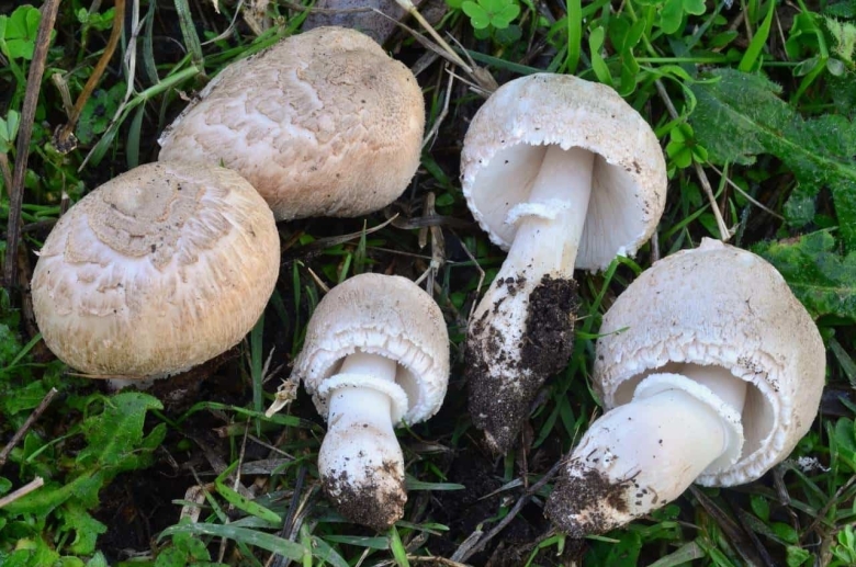 Белошампиньон длиннокорневой