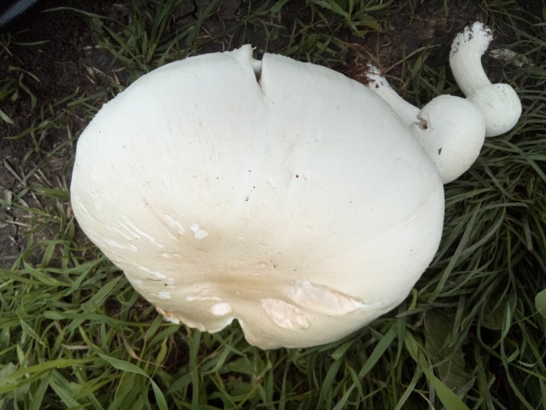 Гриб большой белый шар