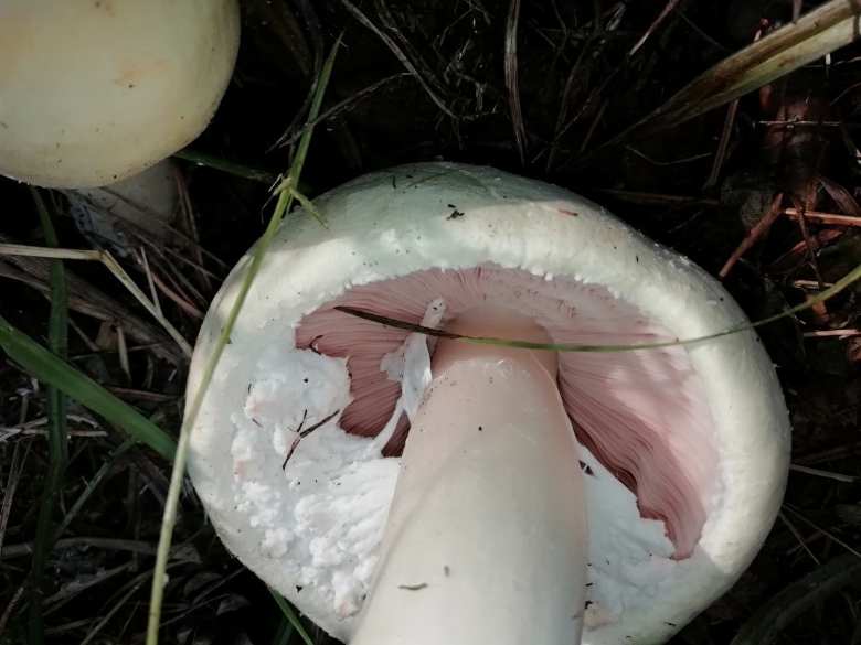 Шампиньон луговой agaricus campestris