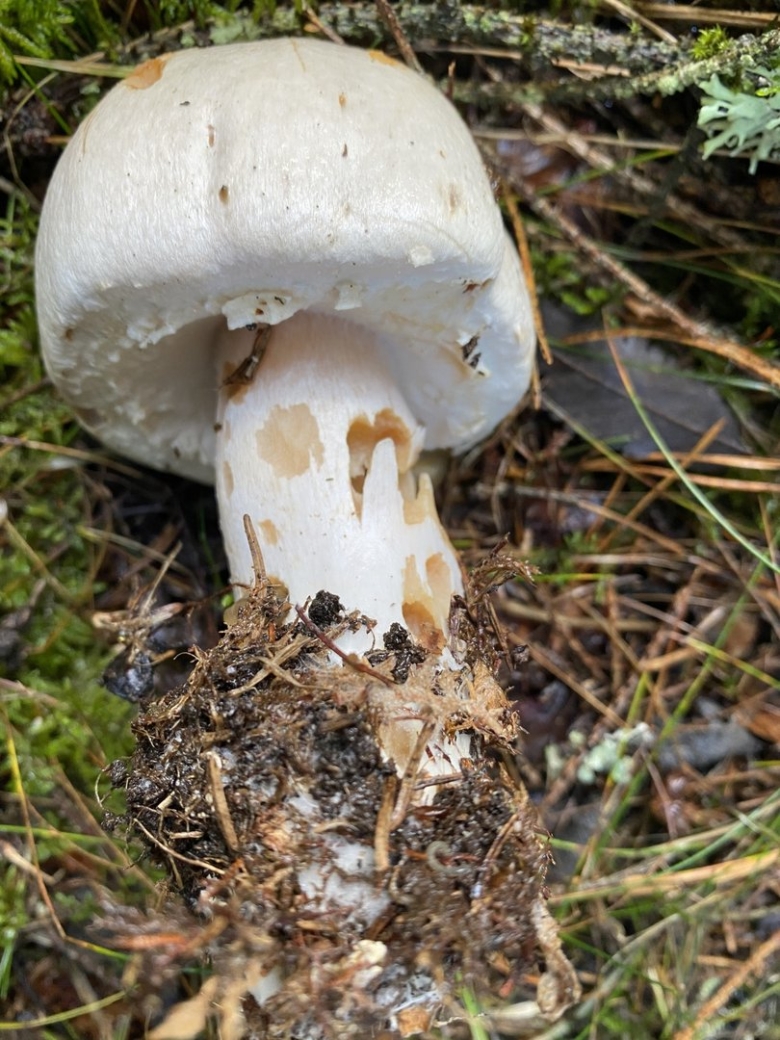 Шампиньон перелесковый гриб