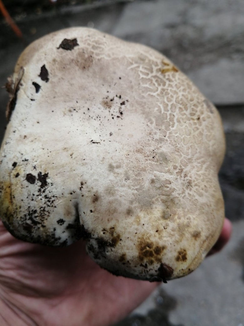 Гриб белого цвета с толстой ножкой