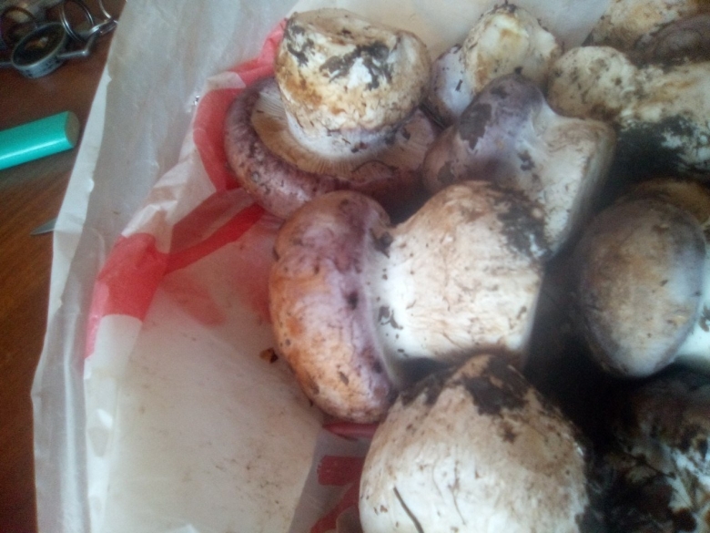 Гриб с толстой ножкой