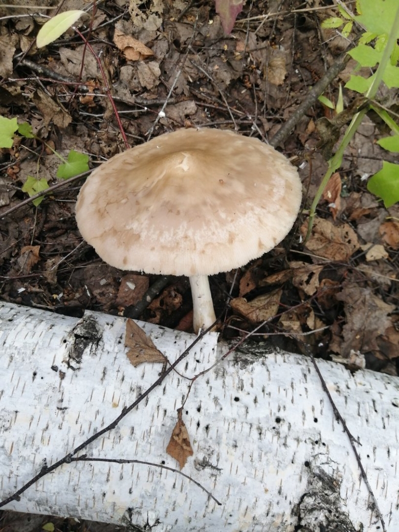 Грибы которые растут на Березе