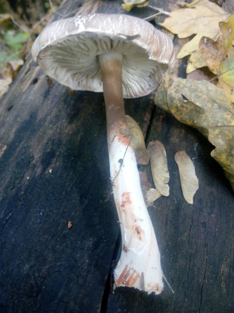 Подосиновик с серой шляпкой