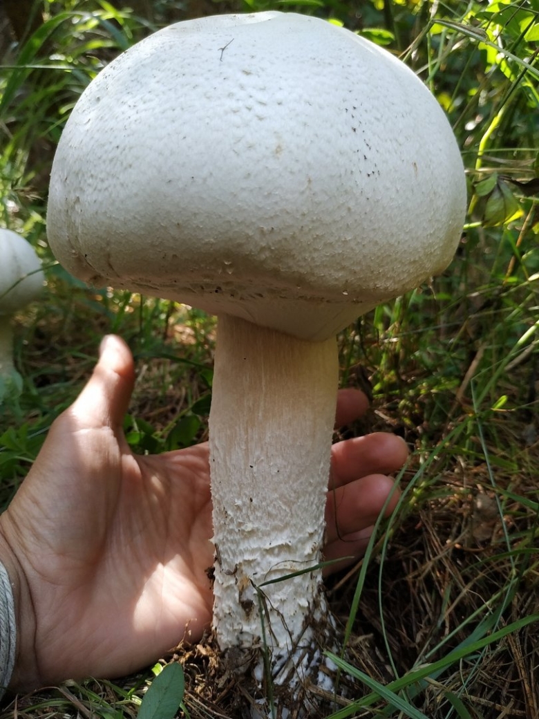 Белошампиньон длиннокорневой