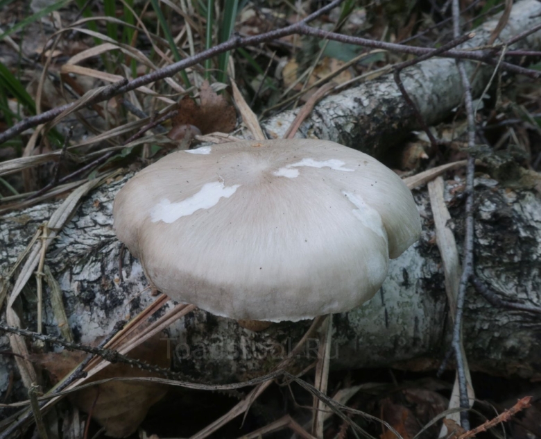 Грибы белые шляпки ровные