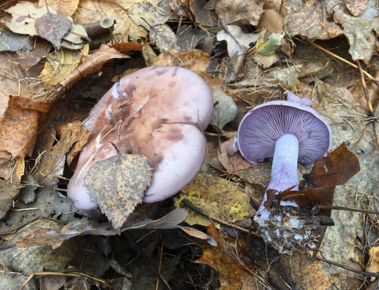Рядовка фиолетовая съедобные грибы