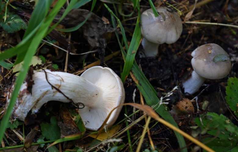 Синяя ножка гриб