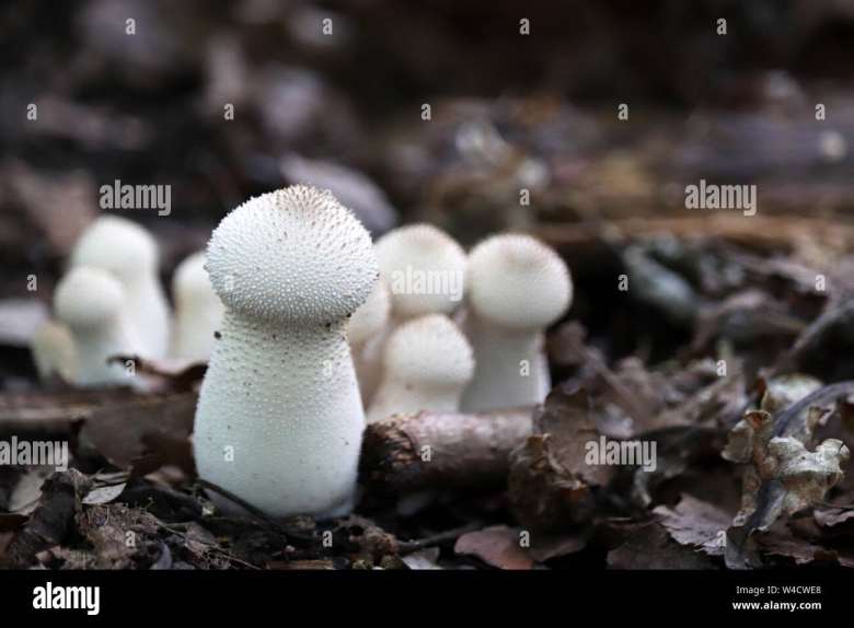 Двойник двойник грибу дождевик