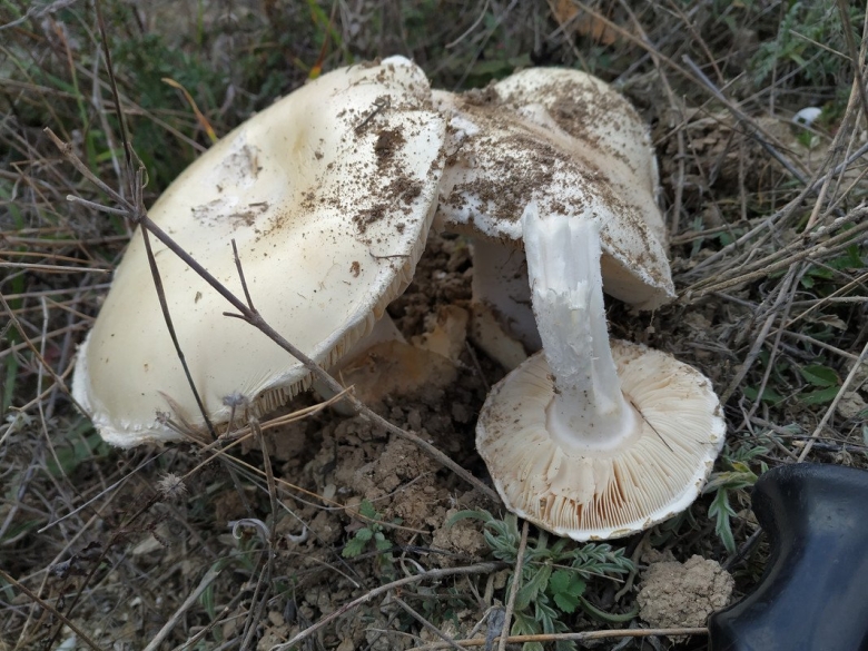 Крупные грибы белого цвета