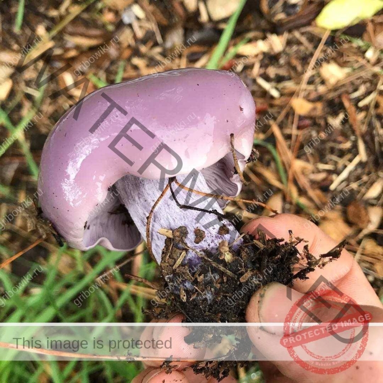 Гриб фиолетового цвета с толстой ножкой