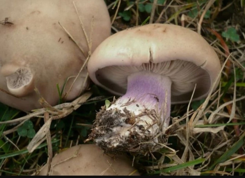 Леписта лиловоногая (синеножка)