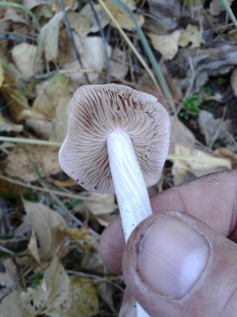 Псатирелла Кандолля галлюцинации