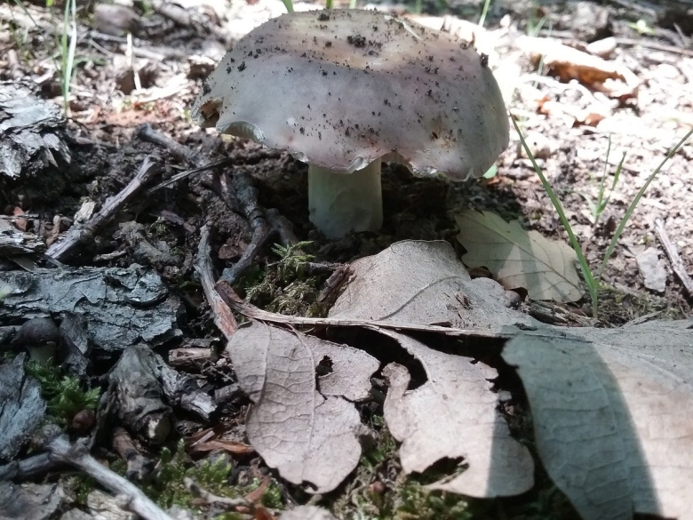 Серый гриб с толстой ножкой