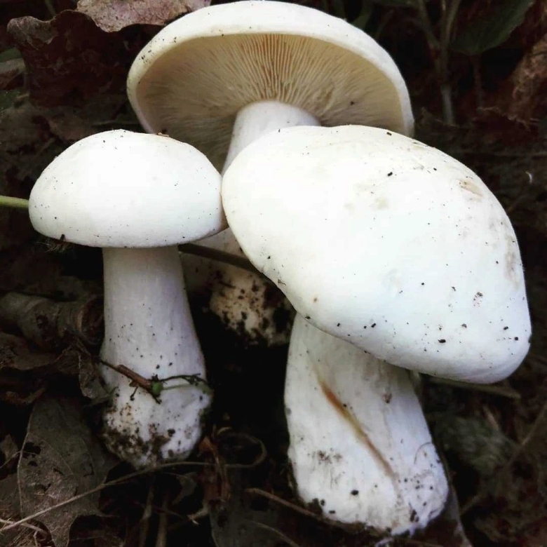 Гриб рядовка белая съедобная