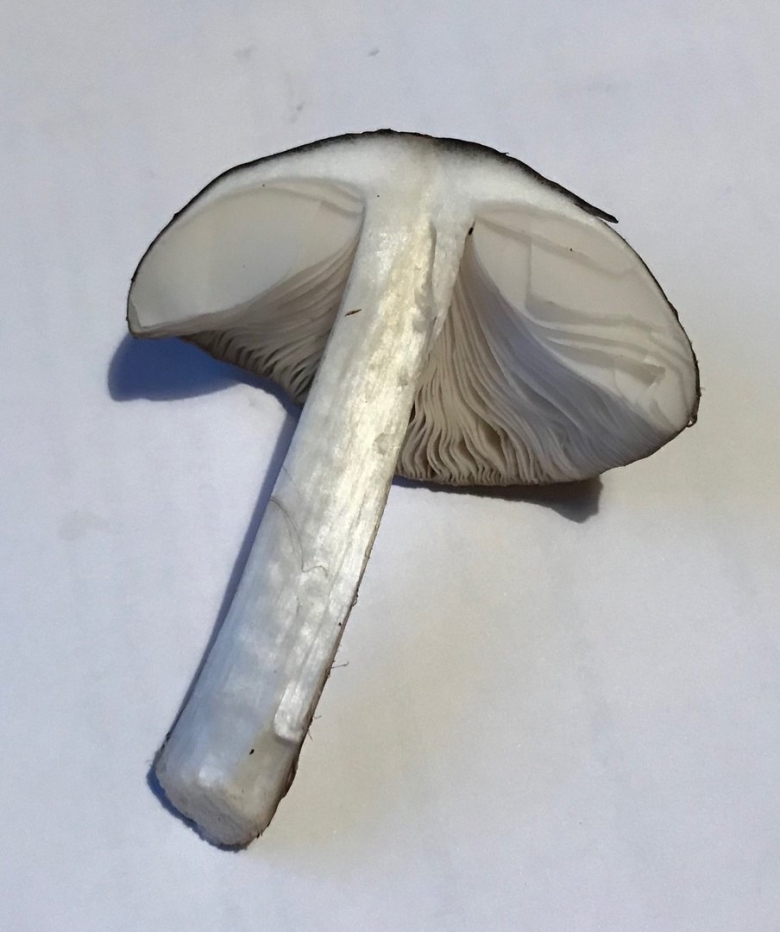 Белый пластинчатый гриб на толстой ножке