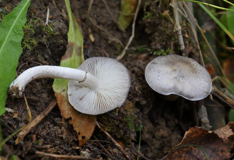 Гриб с толстой ножкой