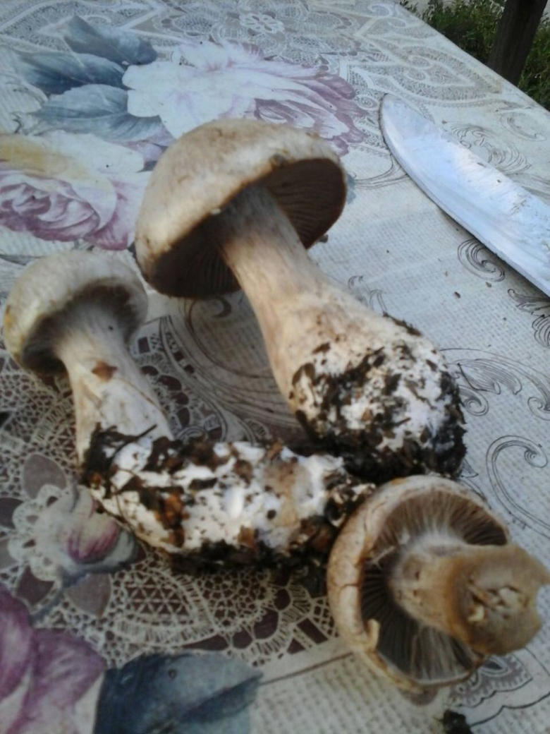 Грибы с утолщенной ножкой