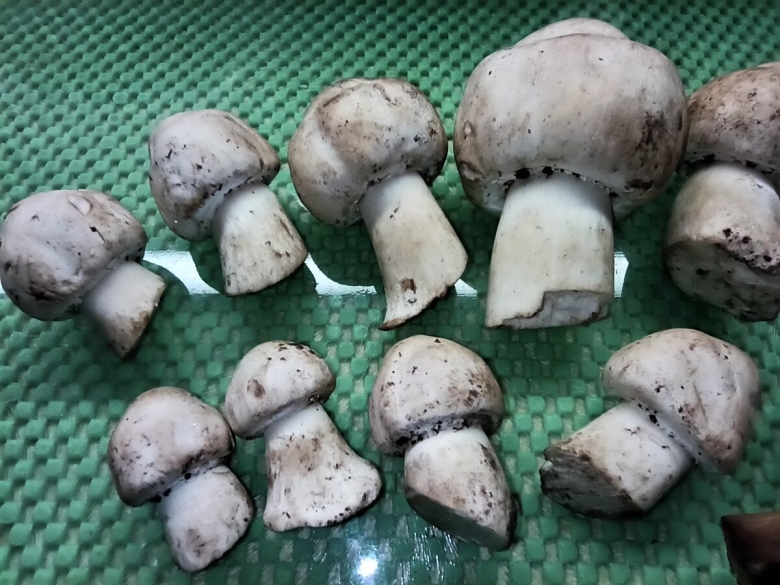 Шампиньон полевой ложный