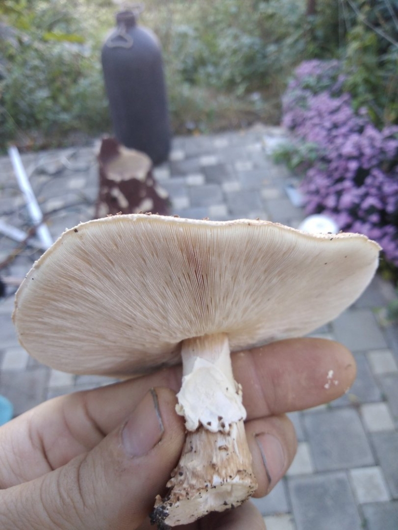 Лейкопаксиллус лепистовидный