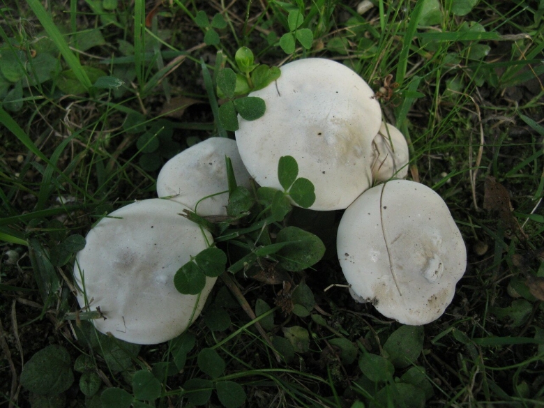 Ивишень подвишенник